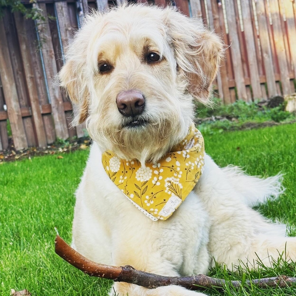 Meet your Posher, Shelby